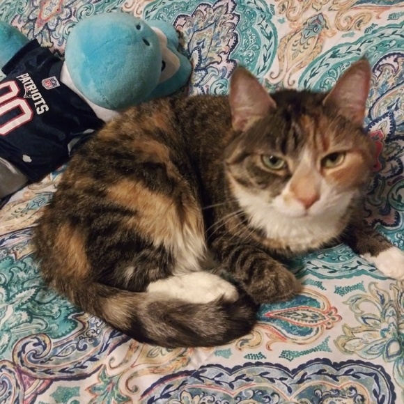 trex_kitty12